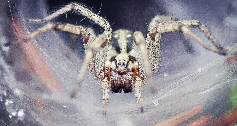spider-close-up-pest-control