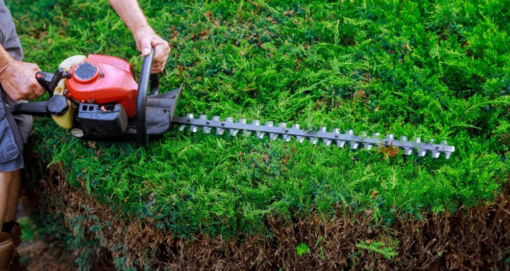 gardener-an-hedge-using-trimmer-in-the-garden_t20_gR7GjN