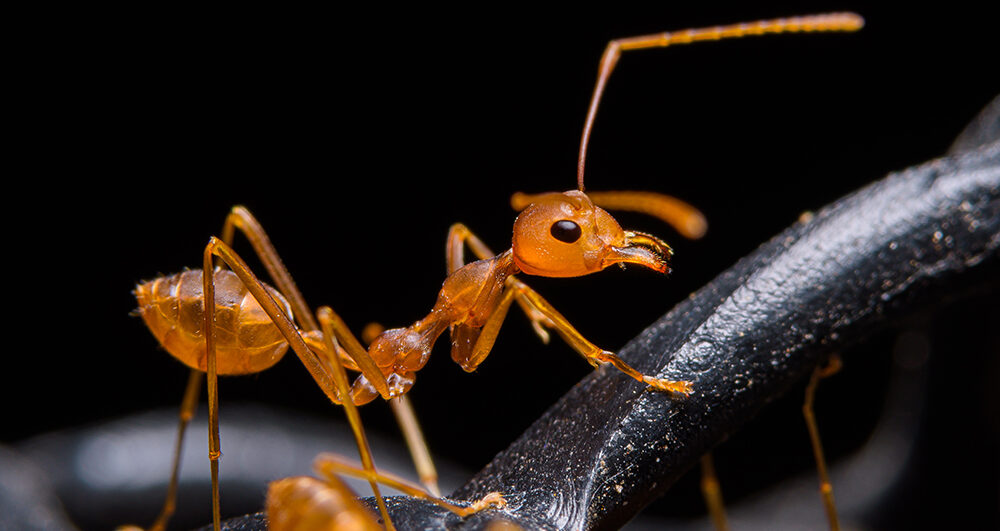 ant-close-up-pest-control