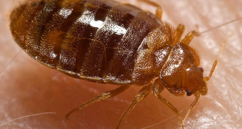 bed-bugs-pest bed-bugs-pest