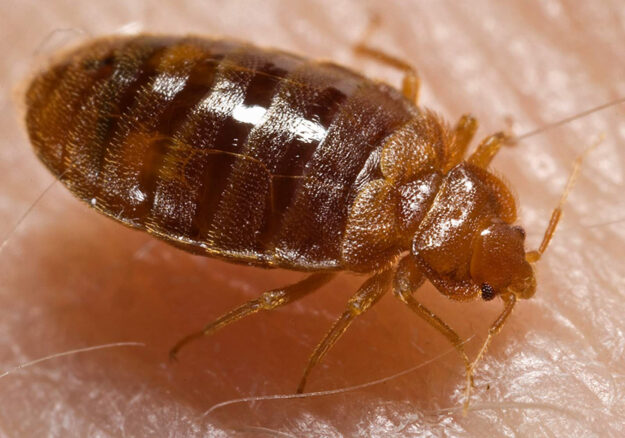 bed-bugs-pest