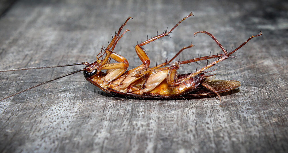 cockroach-pest-control cockroach-pest-control