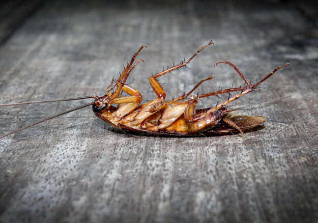cockroach-pest-control