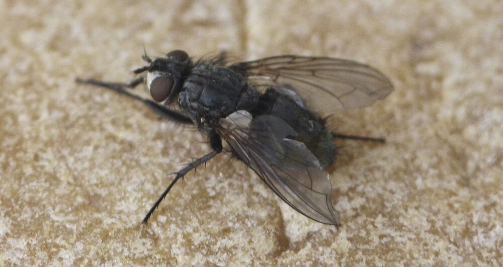 flies-pest-control