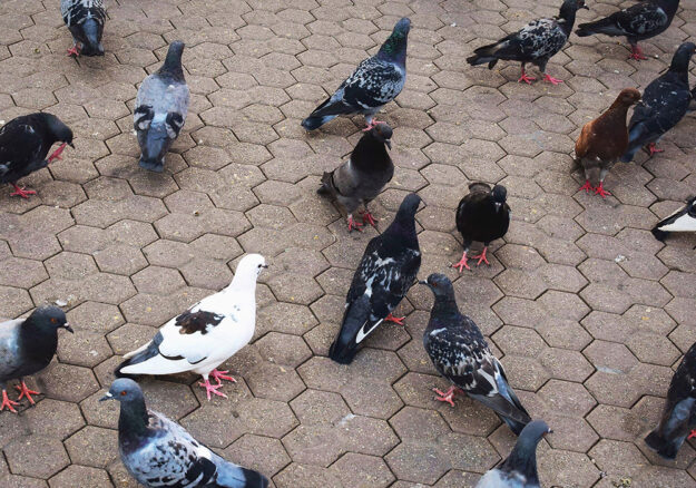 pest-birds