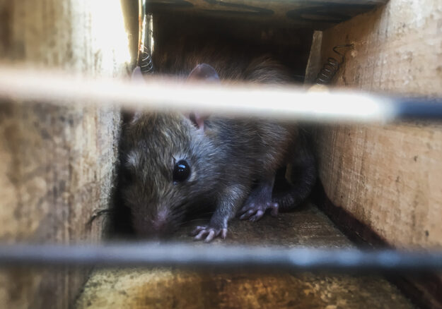 rats-pest-control