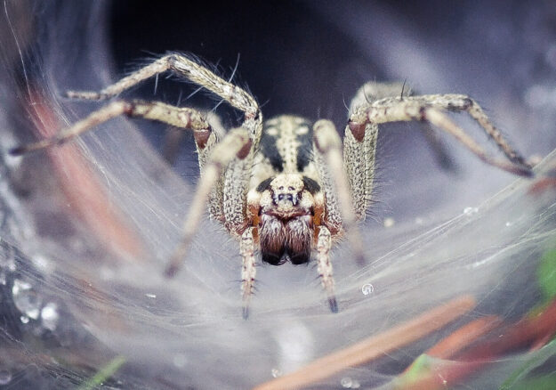spider-close-up-pest-control