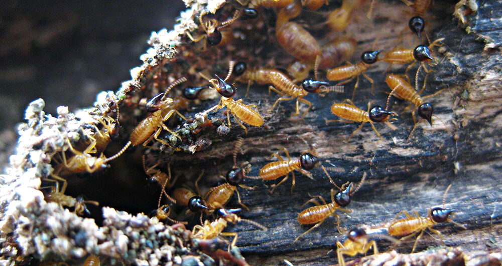 termite_soldiers_pest