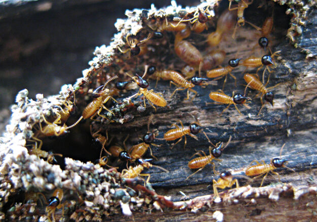 termite_soldiers_pest