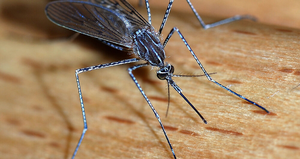 Mosquito_close-up Mosquito_close-up