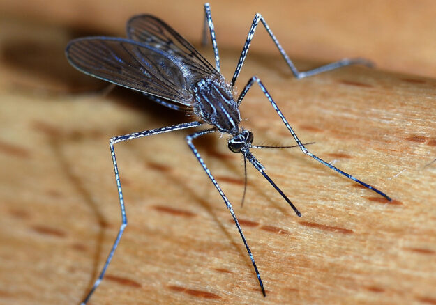 Mosquito_close-up