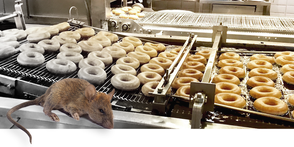 Rat-Industrial-comercial-kitchenpopup