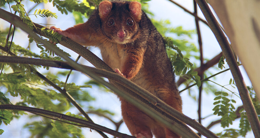 Ringtail_Possum_removal