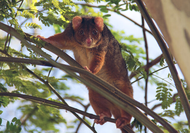 Ringtail_Possum_removal