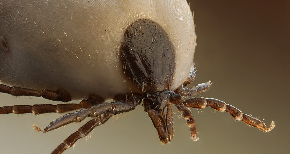 Tick-close-up