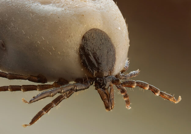 Tick-close-up