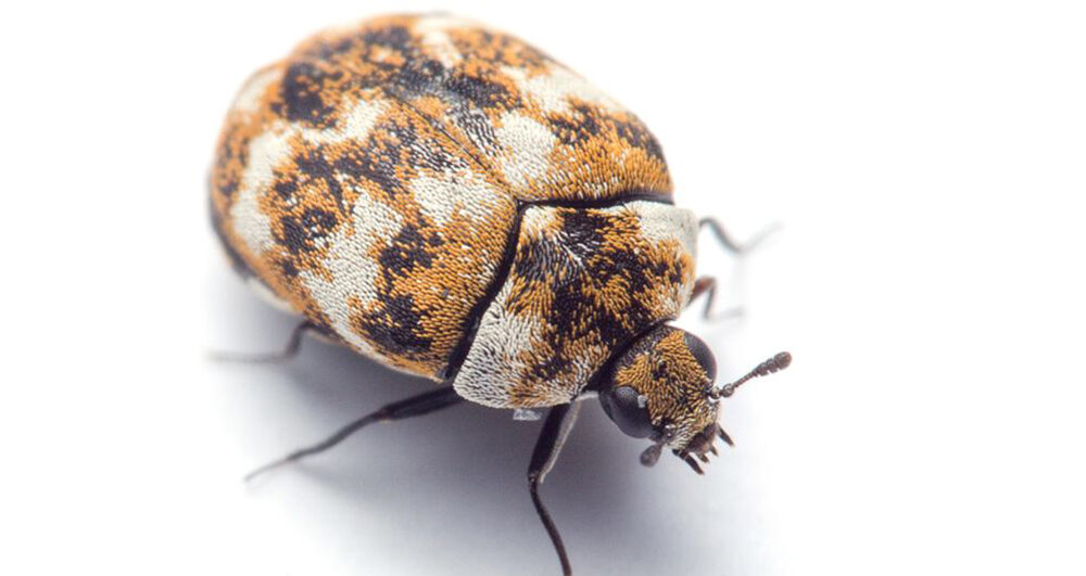 carpet-beetle