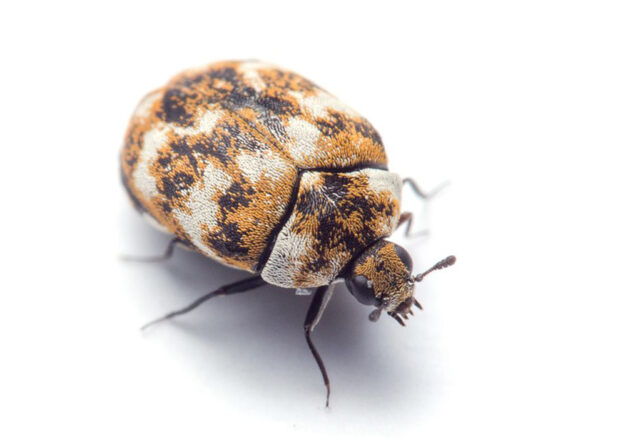 carpet-beetle