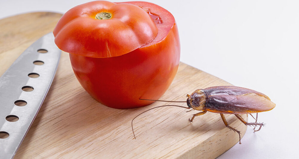 cockroach-in-kitchen