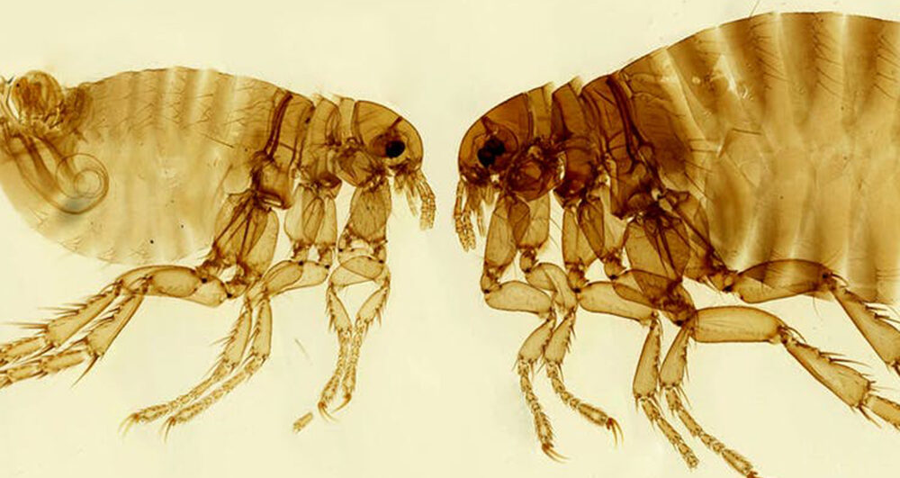 fleas