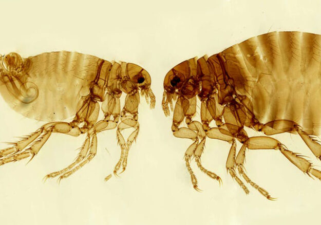 fleas