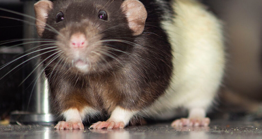 two-rats-in-kitchen two-rats-in-kitchen