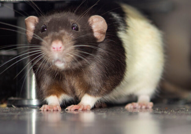 two-rats-in-kitchen