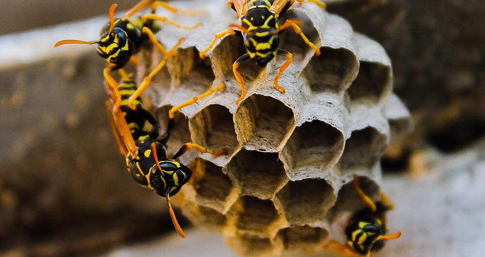 wasps