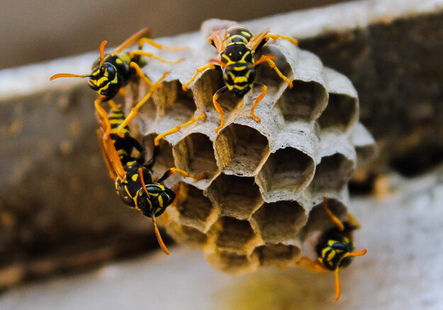 wasps